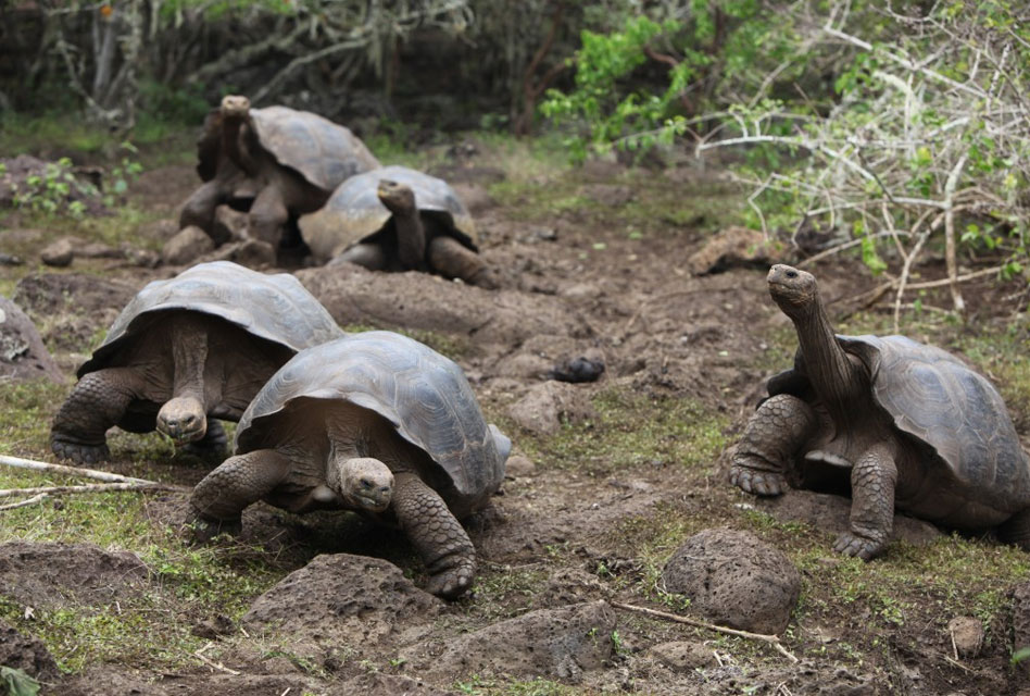 Diego y sus más de 800 hijos