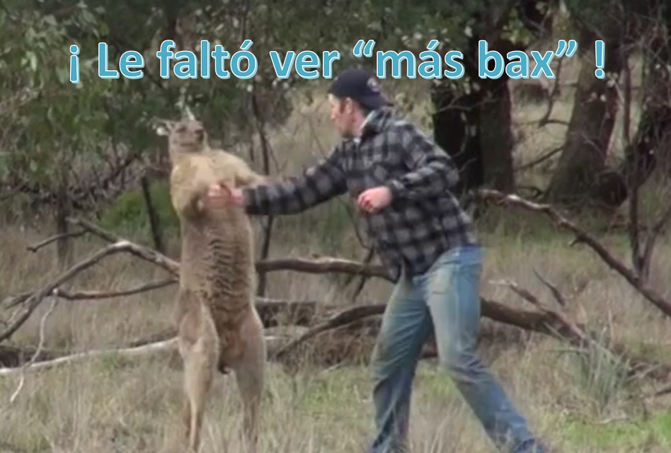 Noquea a canguro para defender a su perro…Al canguro le faltó ver «más bax»