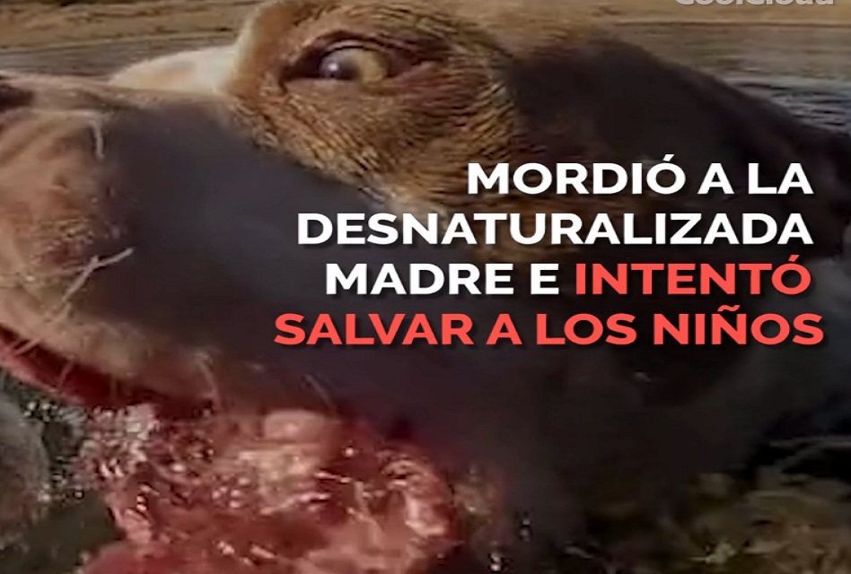Pitbull salvó a niño de morir ahogado. Conoce su historia (video)