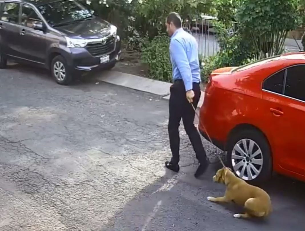 VIDEO – Lo graban abandonando a un perro en la calle, argumenta que fue por una buena causa