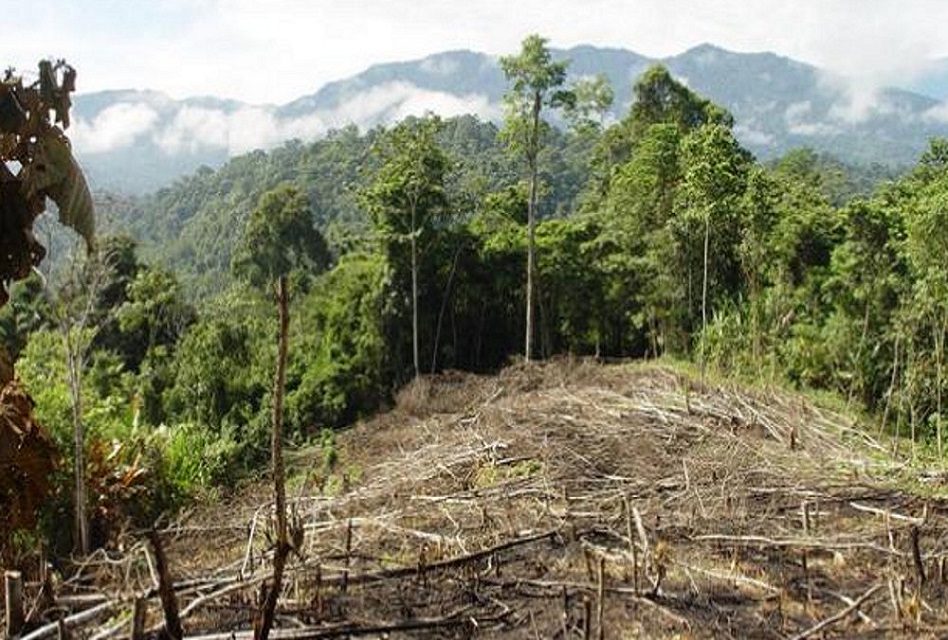 Brasil autoriza planes de deforestación de Amazonas