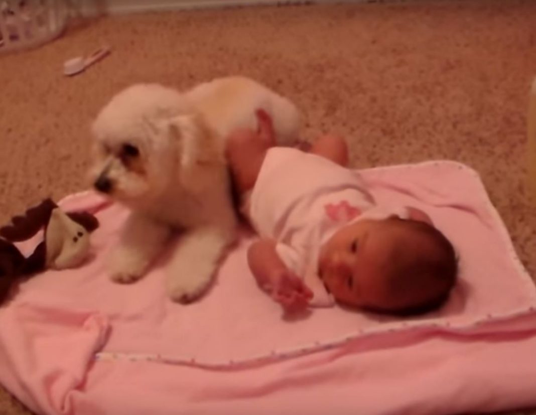 VIDEO – Cachorro defiende a su hermanita bebé contra una maligna secadora