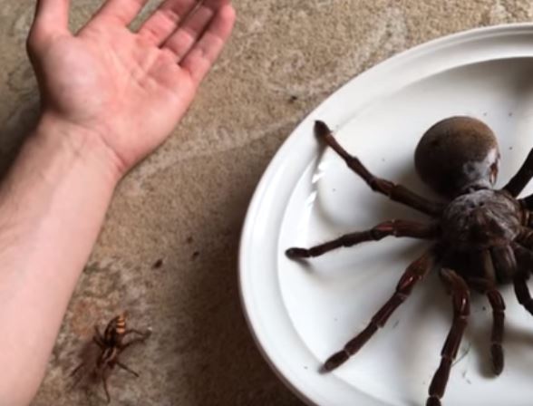 VIDEO – ¡Qué horror! La araña más grande del mundo