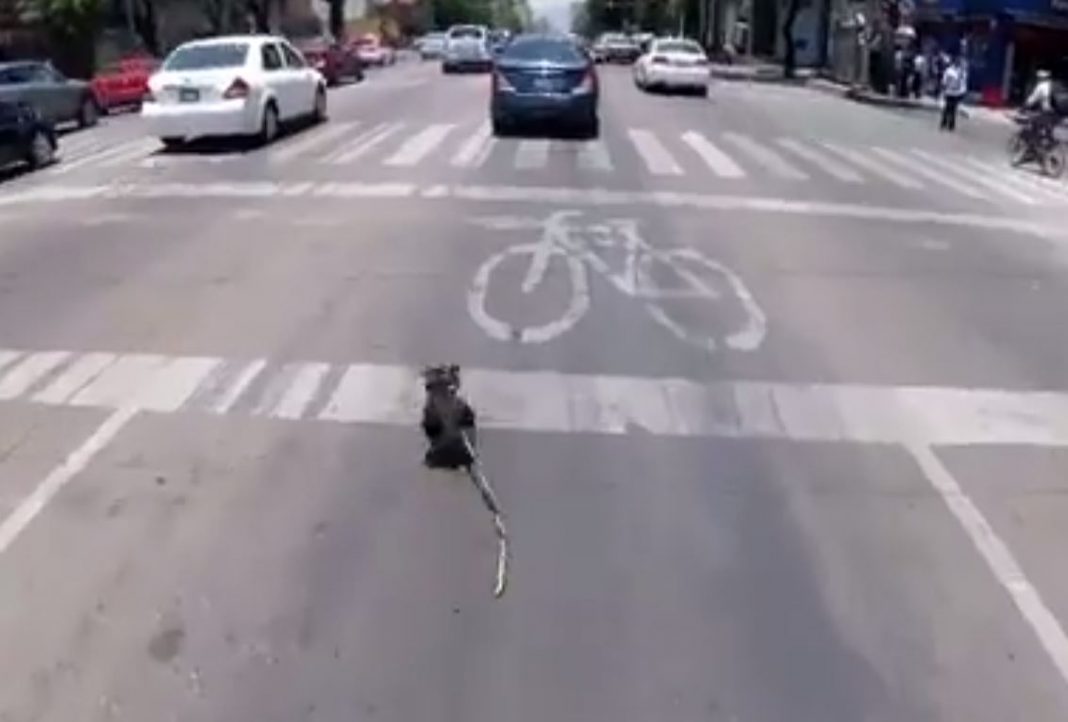 VIDEO – Ciclista arriesga la vida por salvar a perro perdido en el tráfico