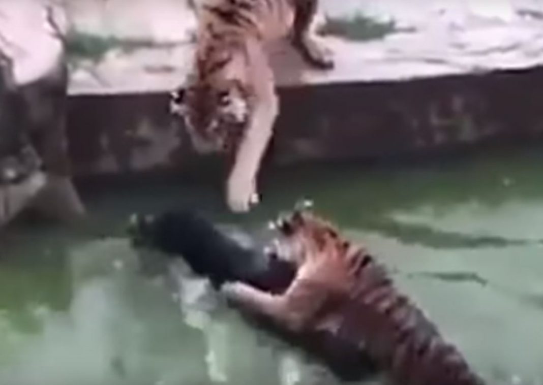 VIDEO – Con absoluta crueldad, arrojan burro vivo a la jaula de los tigres