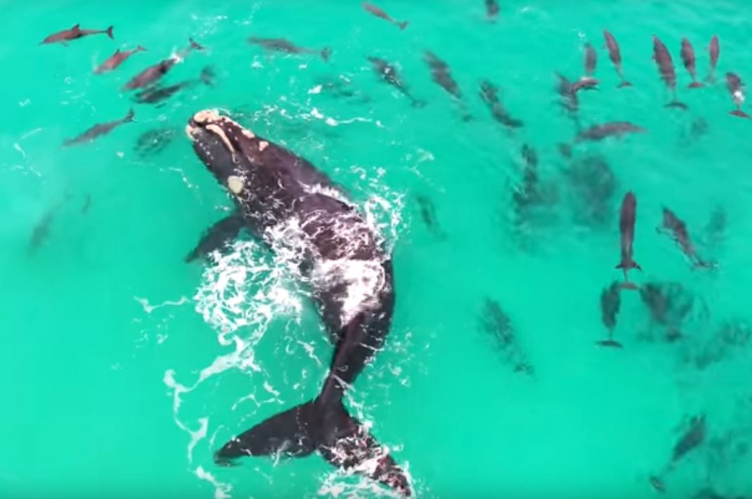 VIDEO – Captan a ballena jorobada jugando con delfines