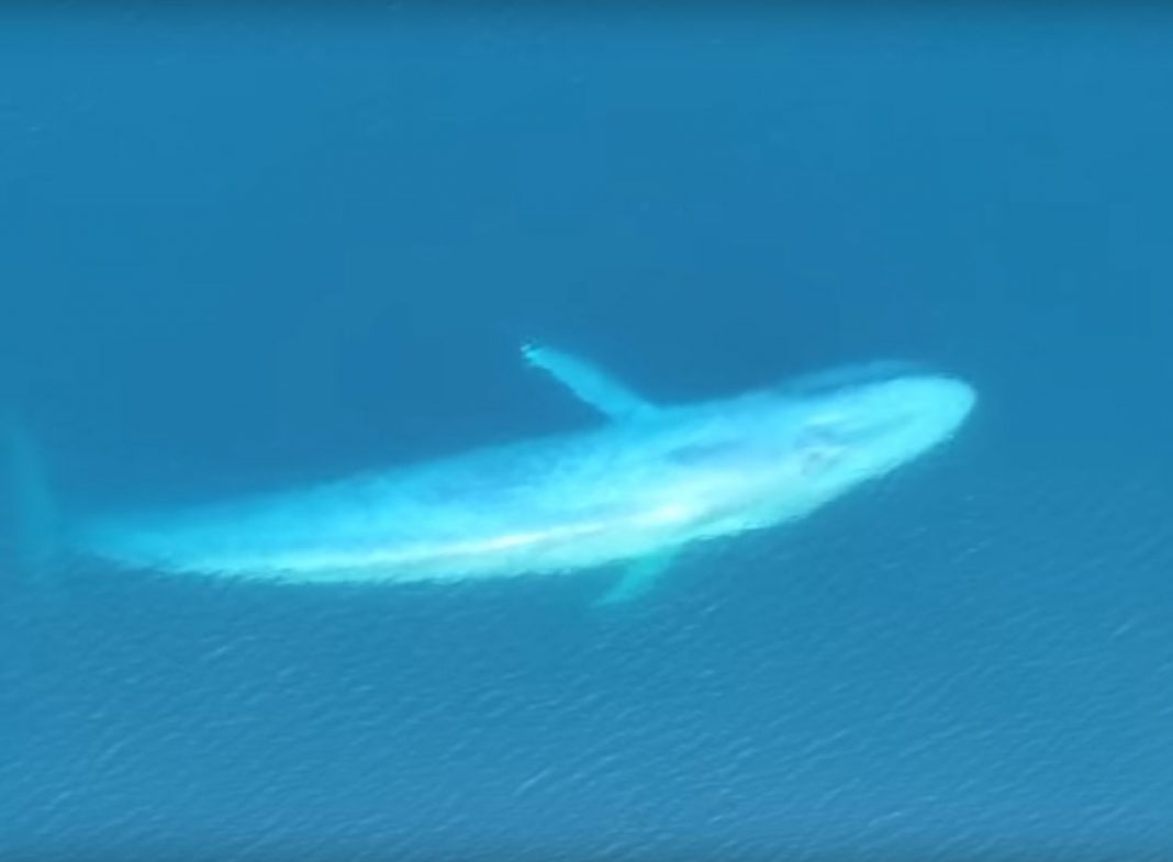 VIDEO – Increíbles tomas de una Ballena Azul alimentándose