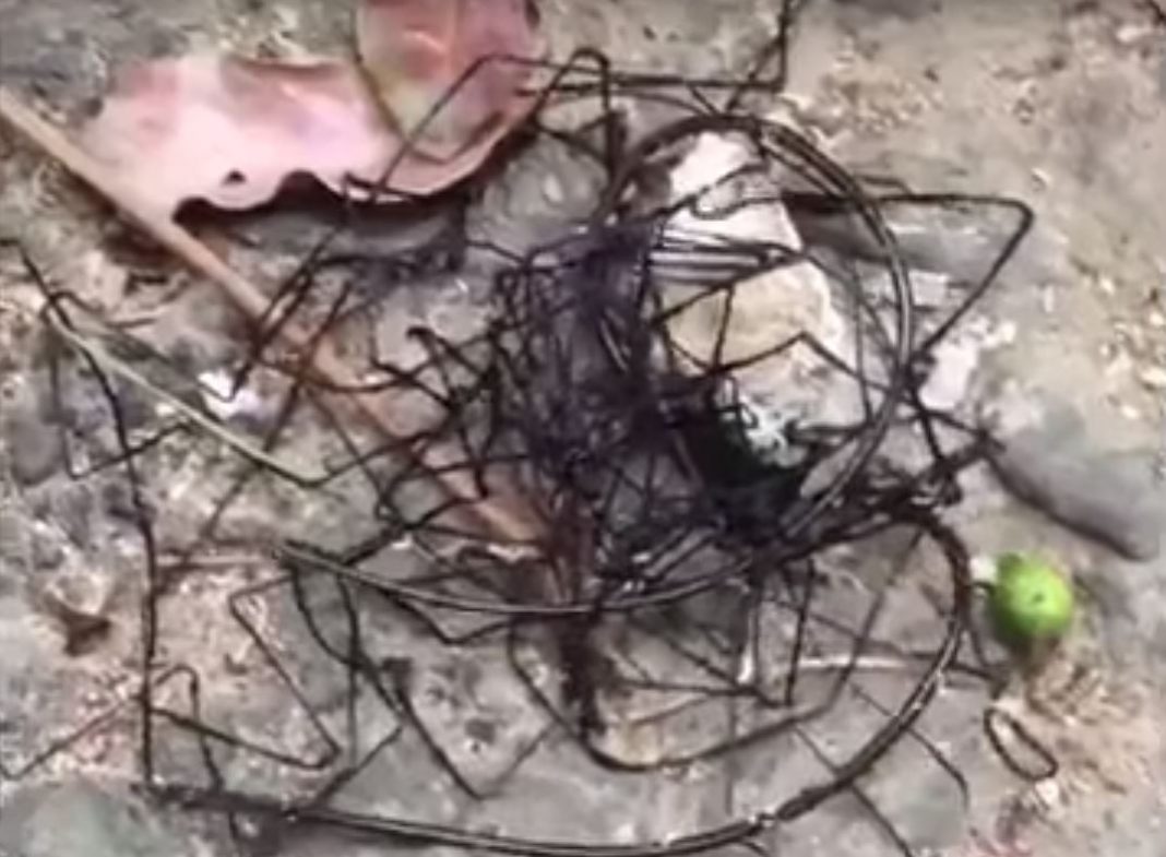 VIDEO – Encuentran misteriosa criatura: en redes afirman que es un «alien»