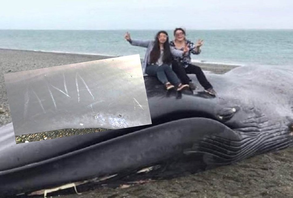 Escribe mensaje «romántico» para su novia en la piel de una ballena azul muerta