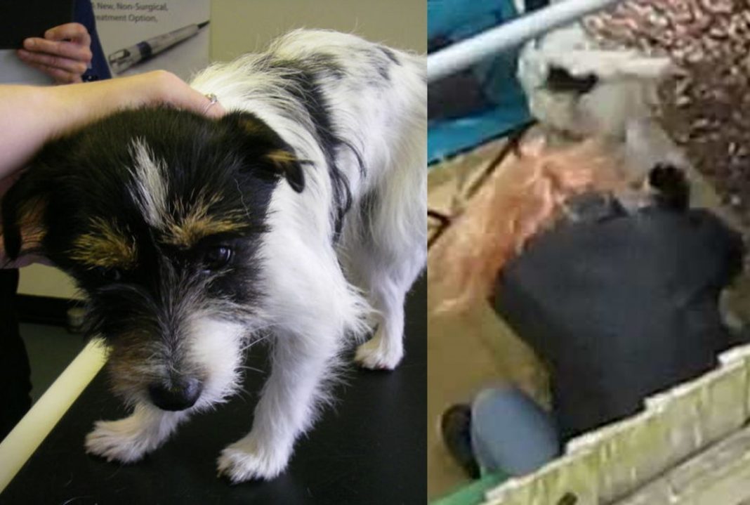 Mujer golpea brutalmente a su perrito ¡Porque le tiró el café!