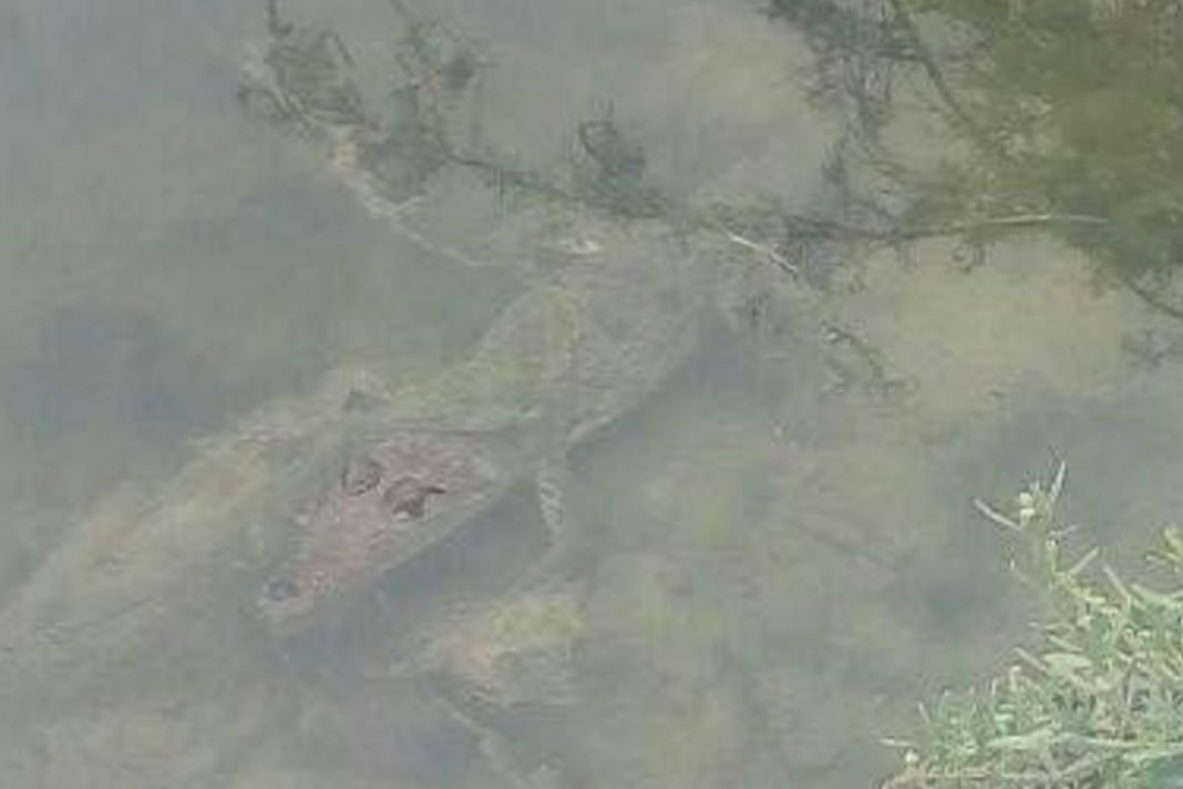 Advierten presencia de cocodrilos en Río Pesquería