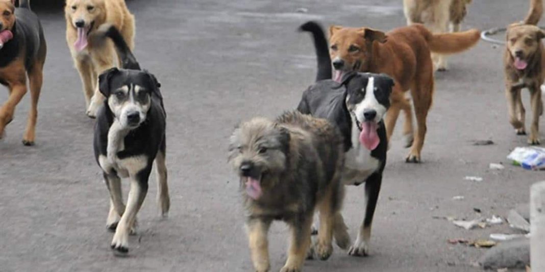 ‘Los perritos chismosos’ se apoderan de las redes