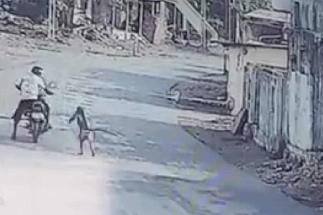 VIDEO: Monos atacan a transeúntes en la India