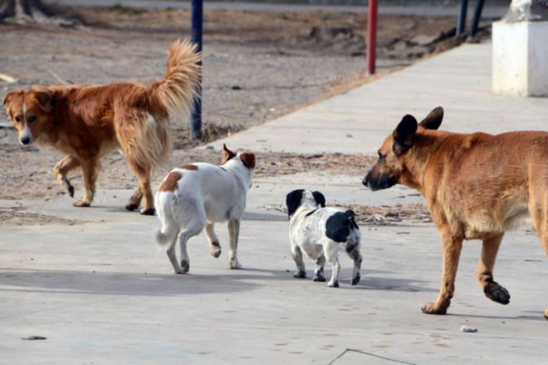 Multarán a quien alimente a perros de la calle en Edomex