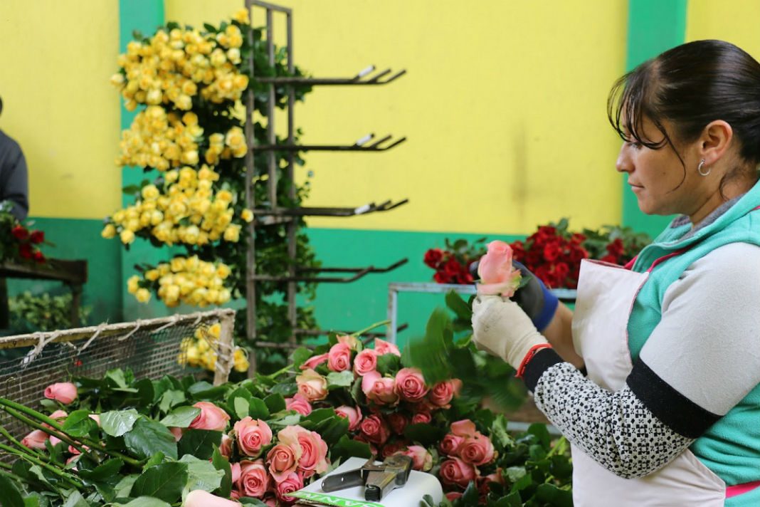 Edoméx produce más de 111 millones de tallos de rosa para día de la madre