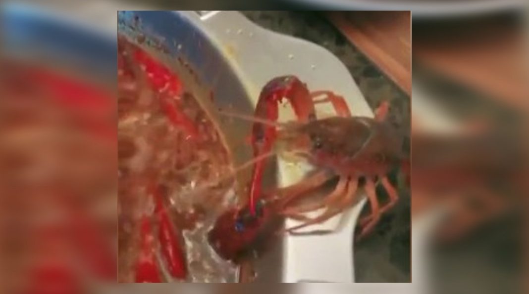 Cangrejo se corta la tenaza para poder salir de una olla de agua hirviendo (VIDEO)