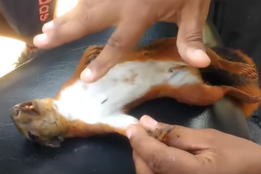 VIDEO: Mira cómo este héroe logró resucitar a una ardillita electrocutada
