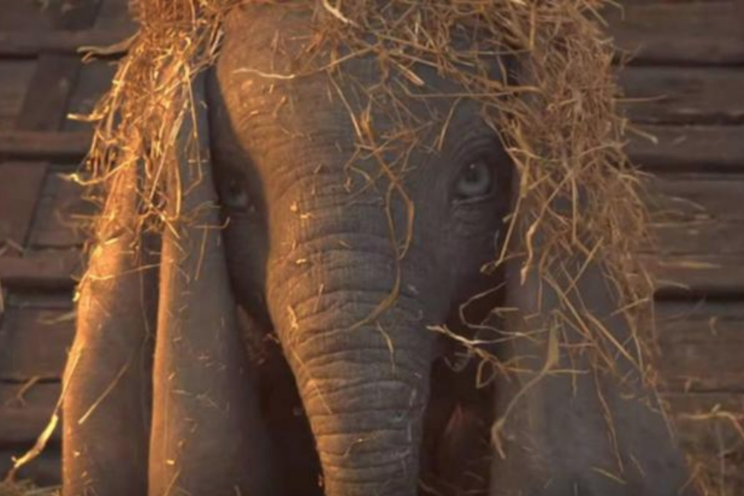 VIDEO: Estrenan trailer de «Dumbo» de Tim Burton