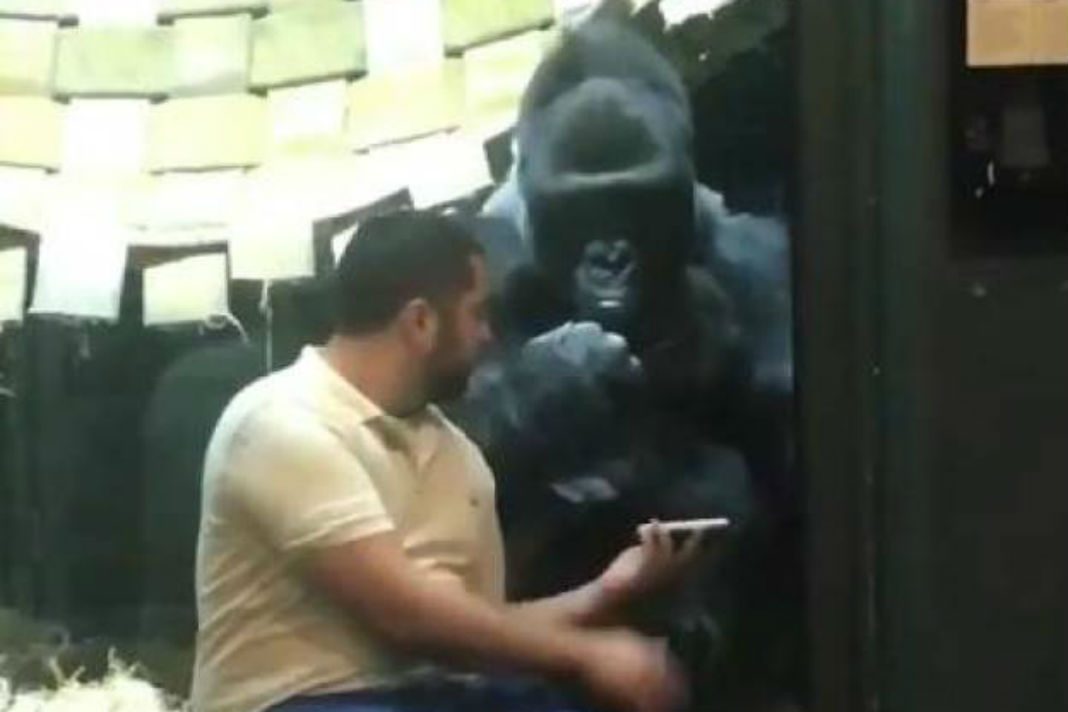 VIDEO VIRAL: Así reaccionó un gorila cuando le enseñaron fotos en un móvil
