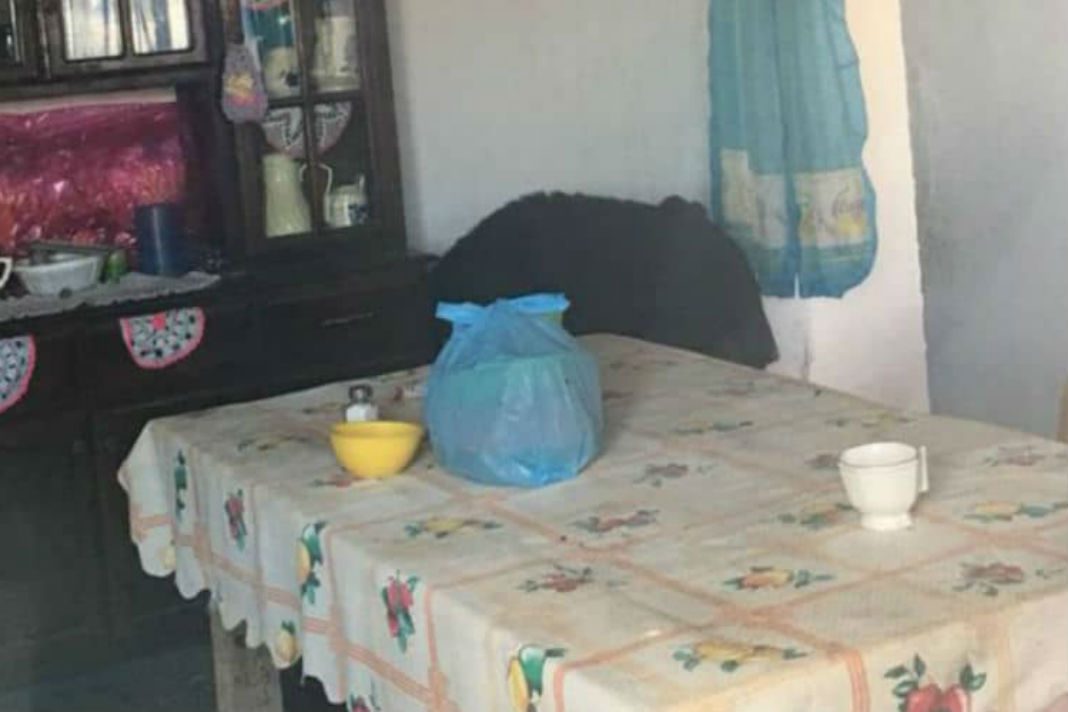 VIDEO: Oso negro entró a vivienda en Nuevo León