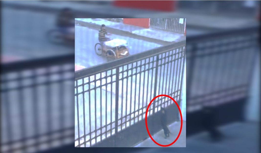 No sabía por qué engordaba su perrito ¡Y descubrió que tiene un cómplice!