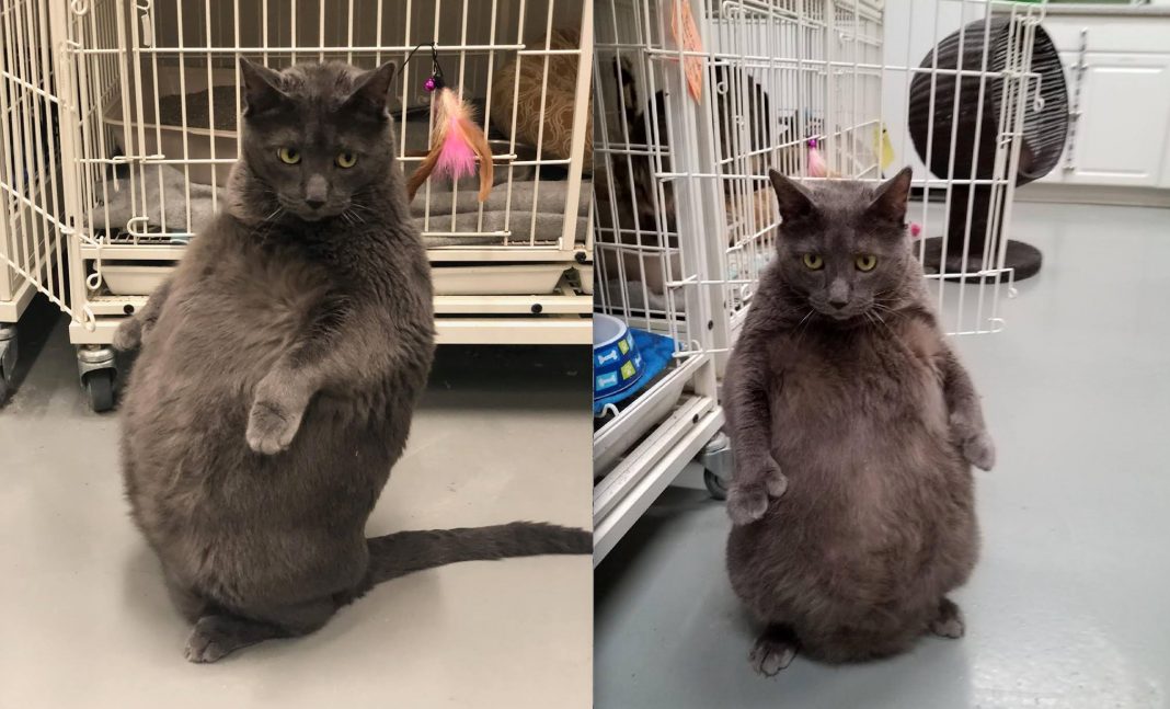Bruno, el gato que pesa 12 kilos y se sienta como humano ¡En adopción!