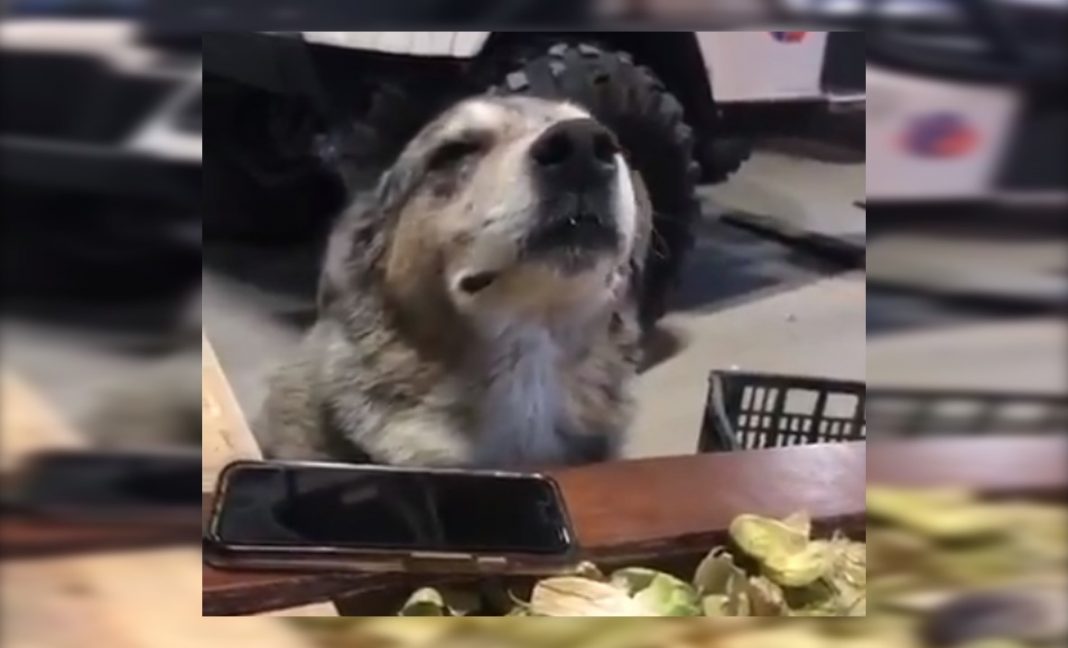 «Chamiso» el perro al que le encanta la ¡ Cu-cu-cu-Cumbia ! VIDEO