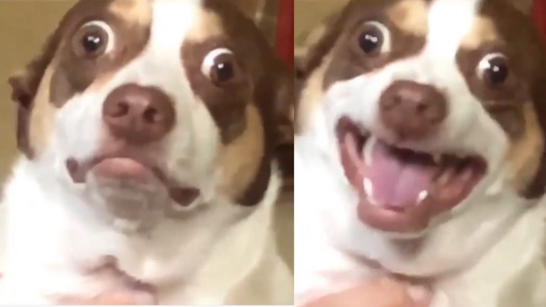 Este perrito odia que lo besen ¡Y lo demuestra así! (QUÉ RISA)