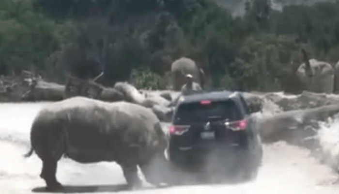 VIDEO: Rinoceronte embistió camioneta de familia en Safari