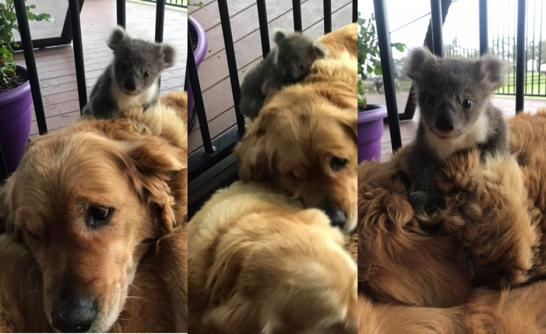 Hermosa perrita «adopta» a koala bebé y lo salva de morir