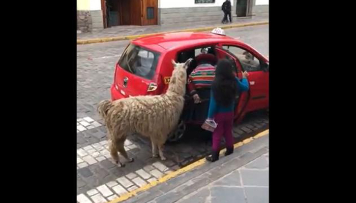 Curioso video de una llama subiendo a un taxi en Perú