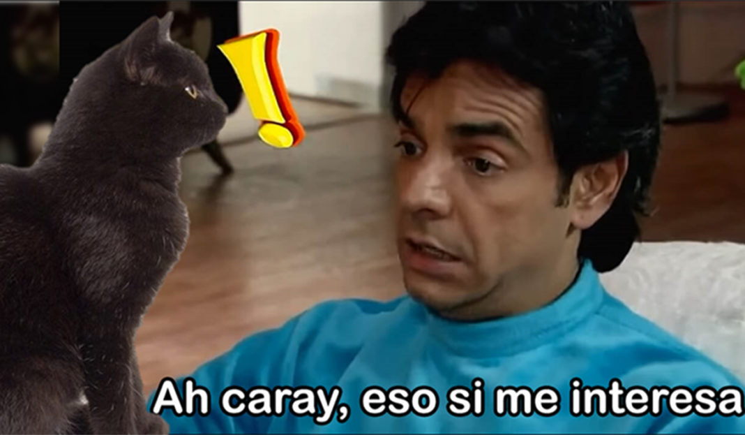 A este gato solo lo podrás ver si agitas la cabeza