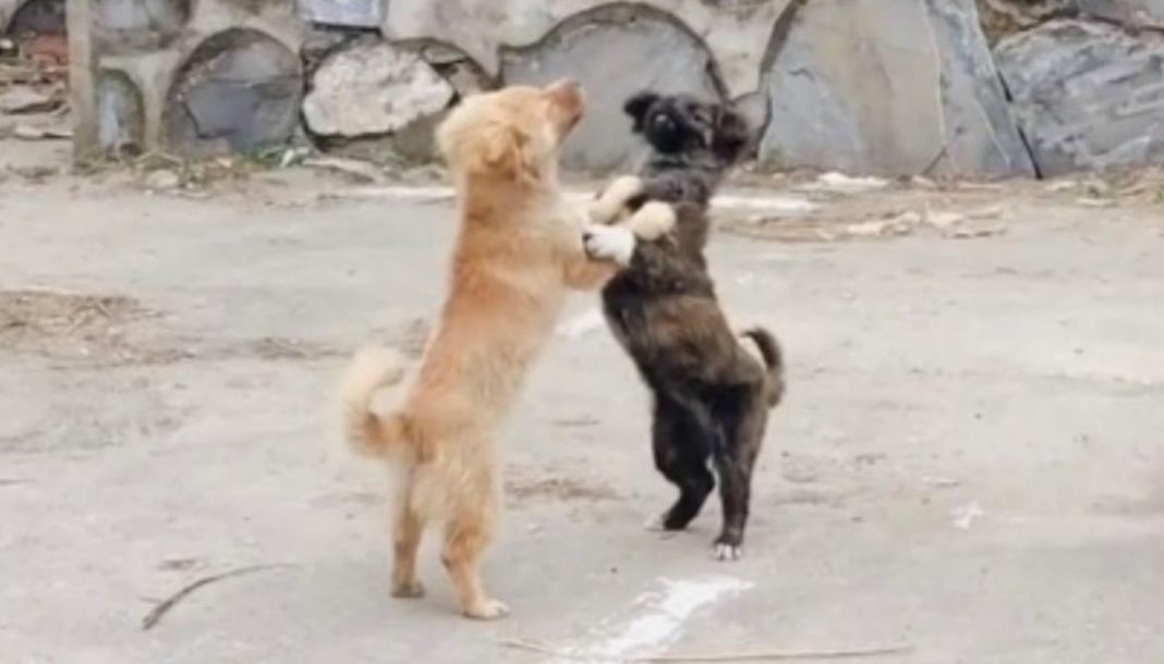 VIDEO VIRAL: El baile de los perros que alborota las redes