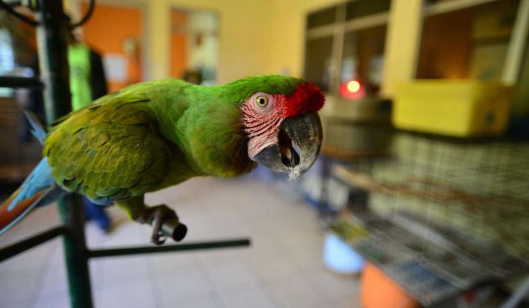 Atrapan a un loro «narco» que avisaba a su pandilla cuando venía la policía
