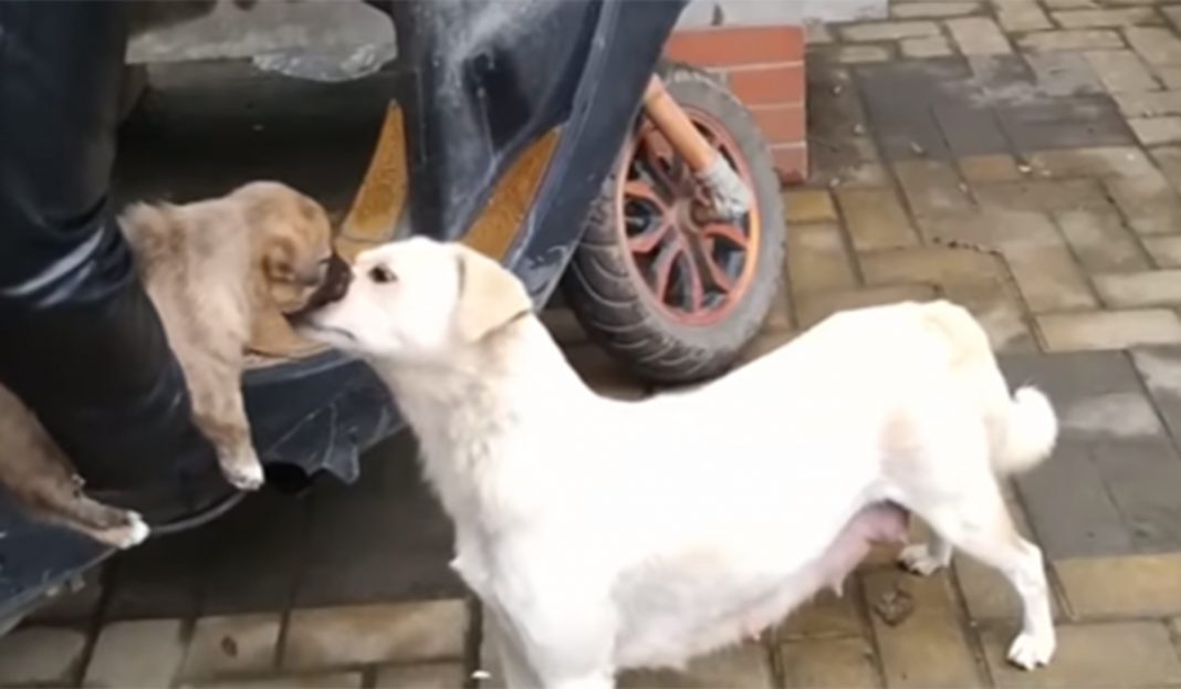 Perrita se despide triste de su cachorro que dieron en adopción