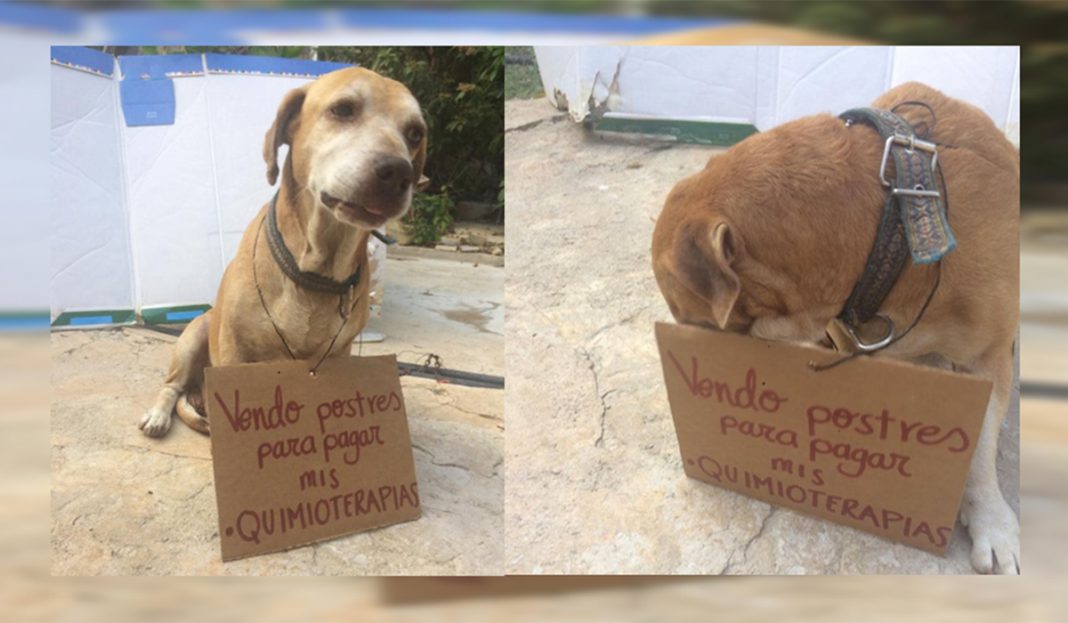 Perrito vende postres para poder pagar su quimioterapia