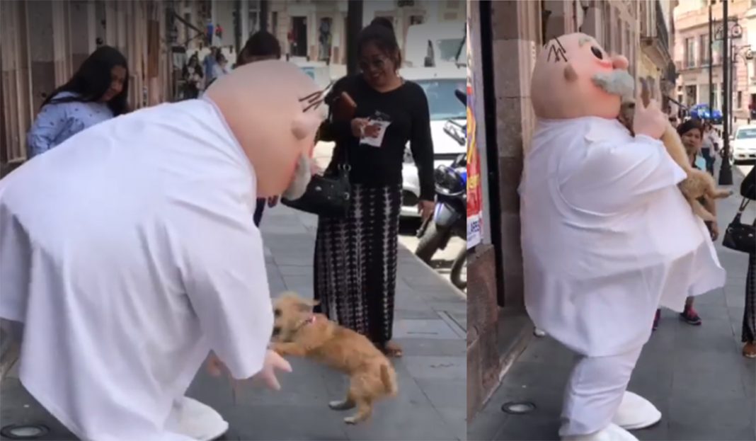 Perrito «se enamora» del «Dr Simi» ¡Awww ternurita!