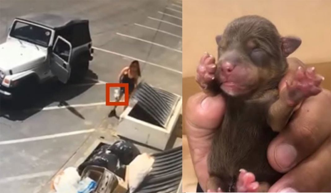 Tiró siete perritos a la basura ¡Y termina arrestada!