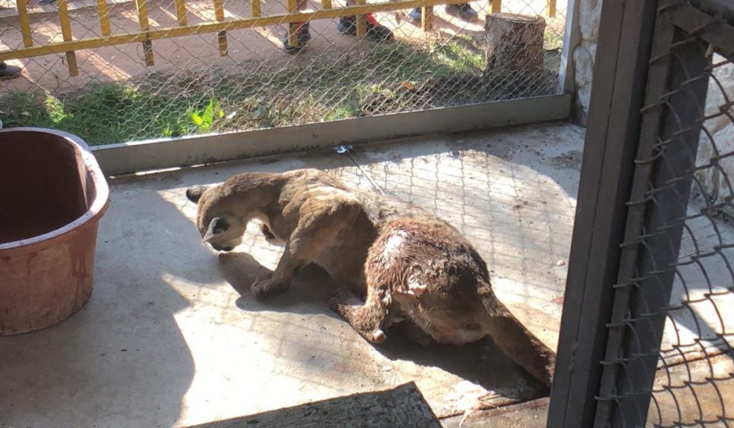 Capturan a un puma en la cochera de un domicilio en San Luis Potosí (VIDEO)