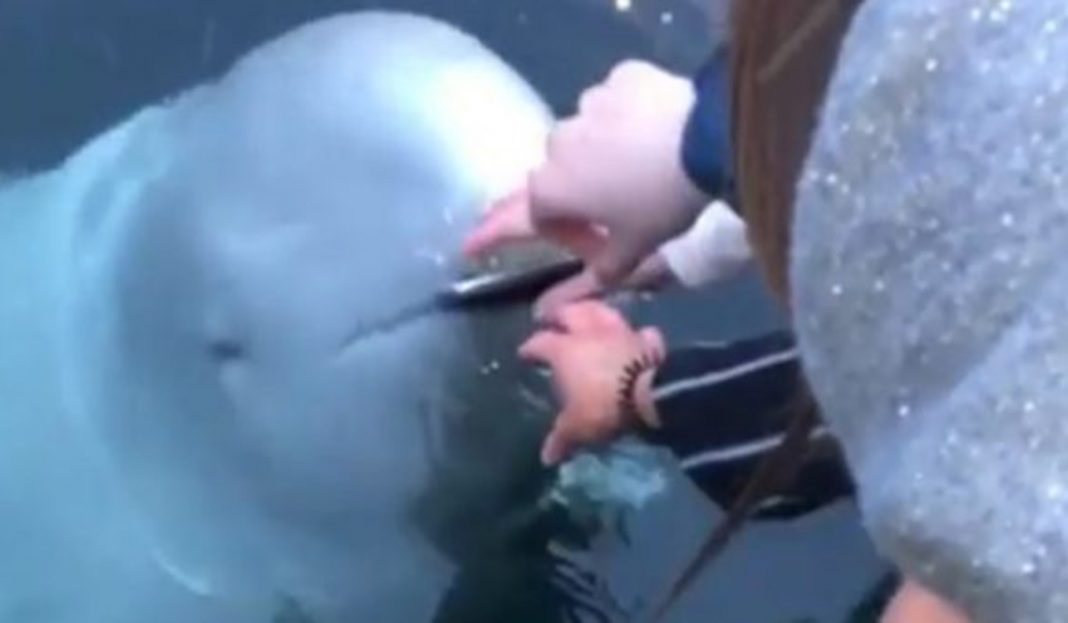 Se le cae el celular al mar, una ballena beluga lo recoge y se lo devuelve (VIDEO)