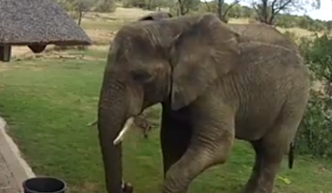 Elefante recoge basura ¡Mejor que muchos humanos!