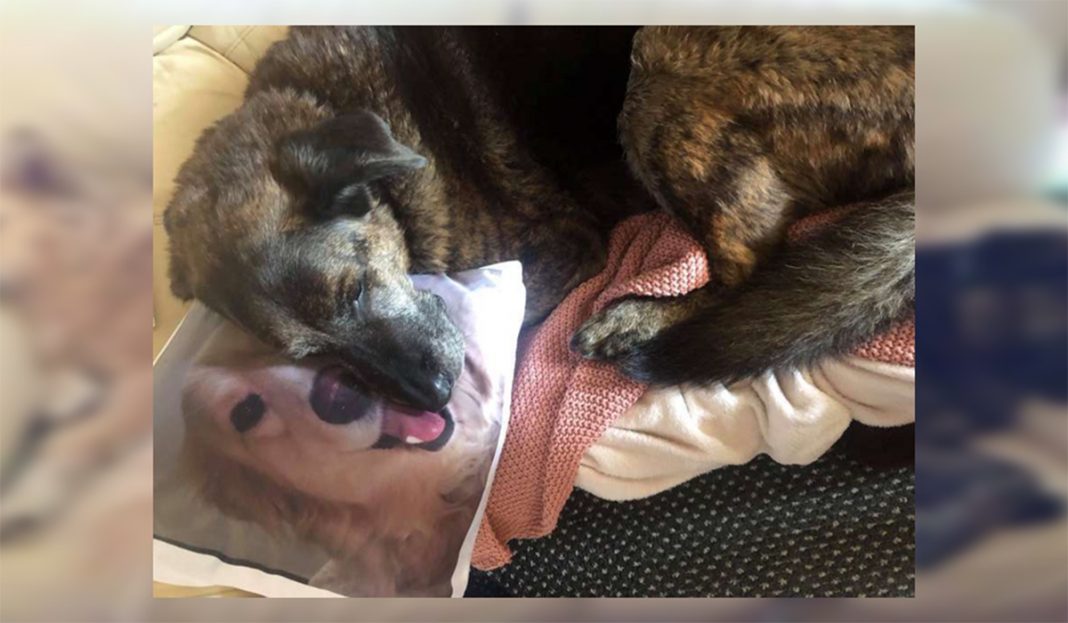 Perrito no se separa de la almohada de su hermano canino