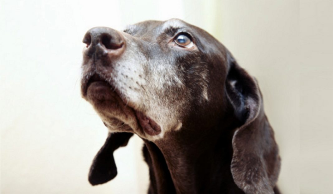 8 síntomas de que tu perro puede tener «Alzheimer»