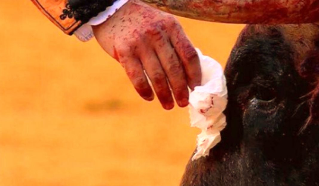 Torero seca lágrimas al toro ¡Antes de matarlo! ¿Cinismo o nobleza?