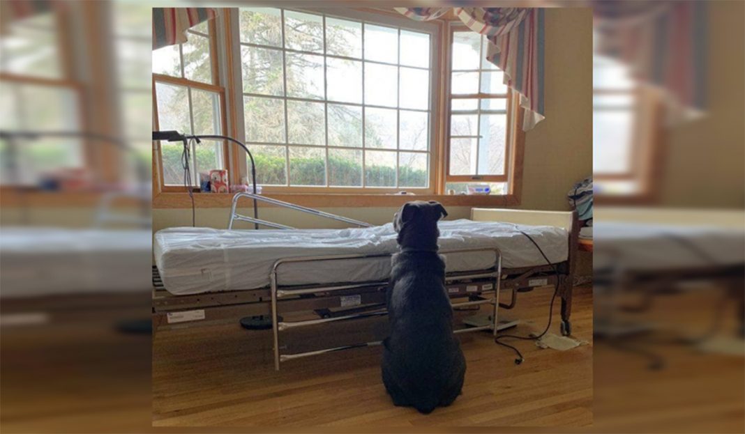 Su amo murió y él pasó días esperándolo