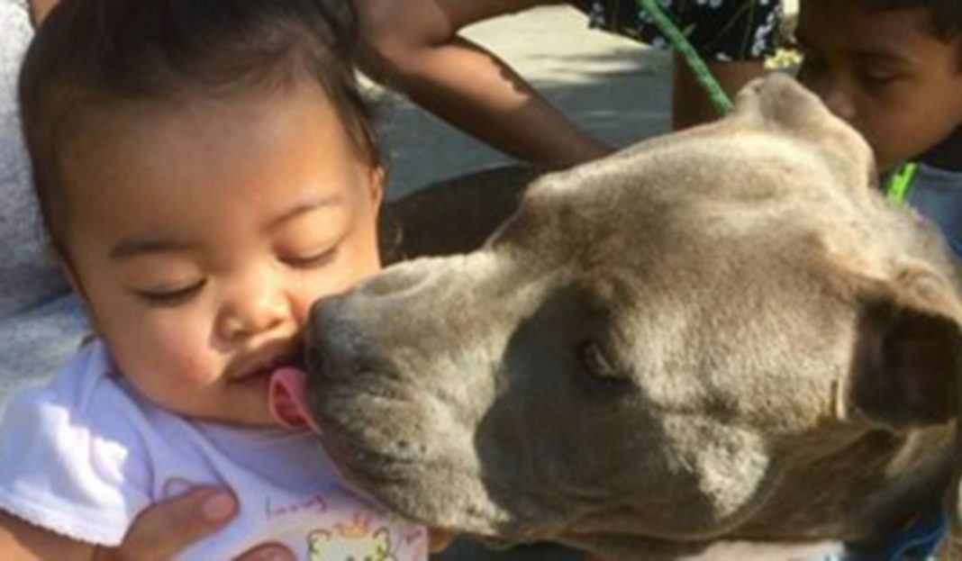 Perrita salva a bebé de incendio