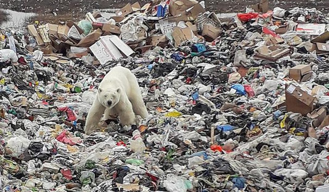 El devastador video de un oso polar hambriento que entristece al mundo