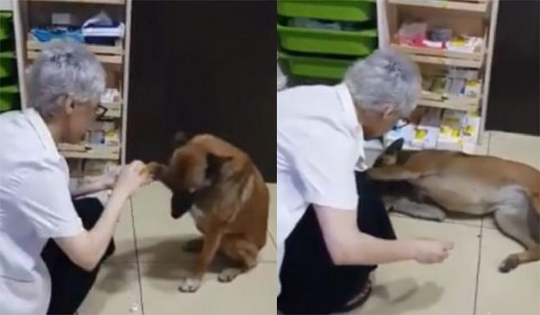 Perrito llega a farmacia para que le curen una herida