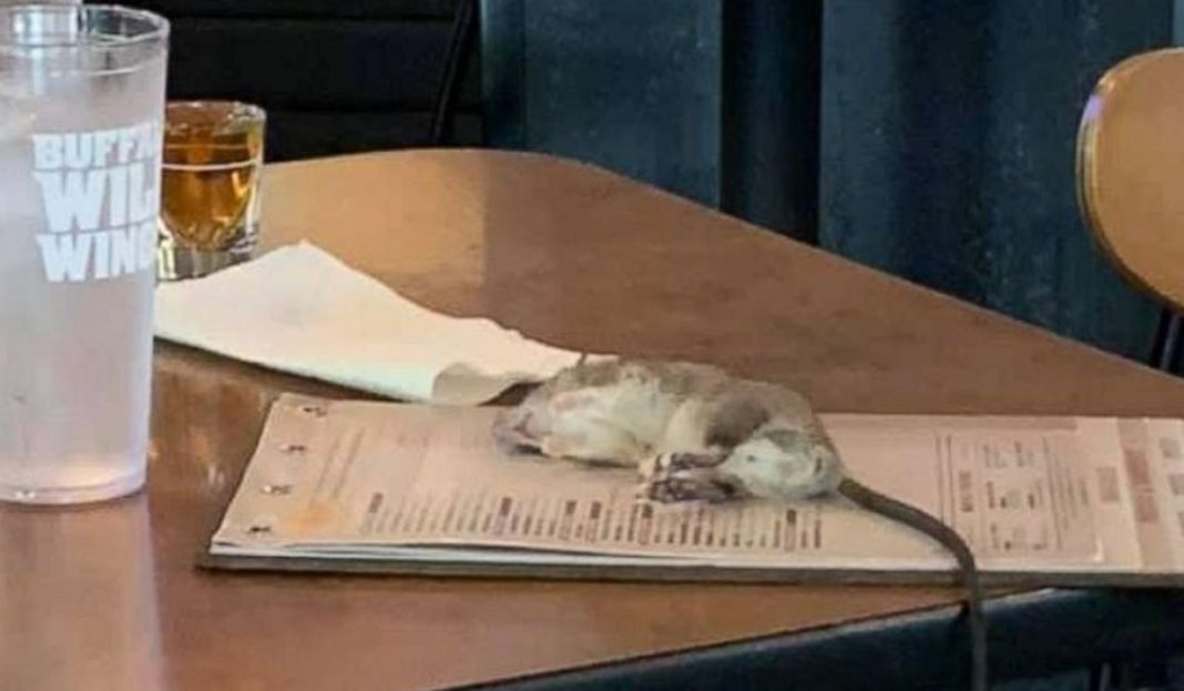 Les cae una ratota en restaurante de alitas