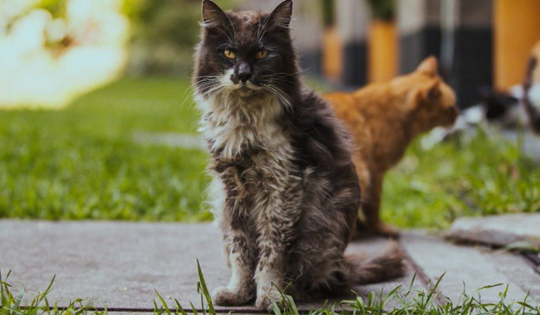 Muere ‘Gandalla’, uno de los gatos de Palacio Nacional